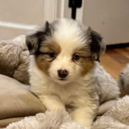 Bluey - Blue merle male Miniature Australian Shepherd puppy in Harpers Ferry, West Virginia from Carter's Cuties