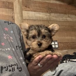 DG TEAL GIRL - Black and gold female Yorkshire Terrier puppy in Blythe, California from California AKC Maltese & Yorkies