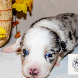 Maple - Blue merle female Miniature Australian Shepherd puppy in Oakland, Maryland from Yarborough Kennels