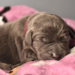 Dilute Retriever Puppies from Wicked Pines Retrievers