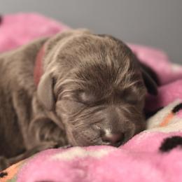 Dilute Retriever Puppies from Wicked Pines Retrievers