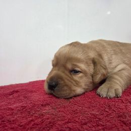 Yellow Girl 2 - Yellow female Labrador Retriever puppy in Williamsburg, Pennsylvania from River View Labradors