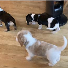 Dachshund Puppies from Sassafras Dachshunds