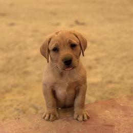 Orange - Yellow male Labrador Retriever puppy in Derby, Kansas from Wheatland Retrievers