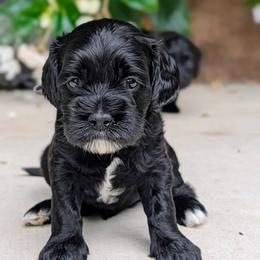 Gray Collar - Black and white male Cockapoo puppy in Newmanstown, Pennsylvania from Greta's Cockapoos