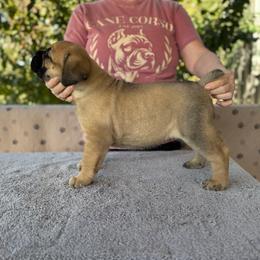 Red Collar N - Fawn female Cane Corso puppy in Paris, Texas from Knucklehead Cane Corso