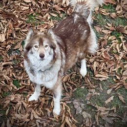 Ruby - Siberian Husky