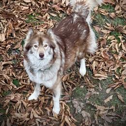 Ruby - Siberian Husky