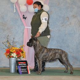 Cane Corso Puppies from Ironhide Cane Corso Italiano Kennels