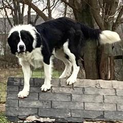 Karakachans from DeMaria Farm