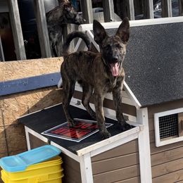 Jury - Sable German Shepherd puppy in Alabama from Knott's Shepherds