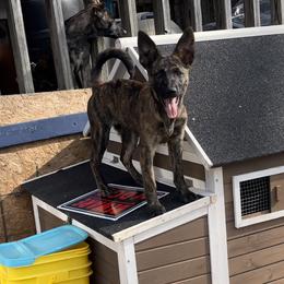 Jury - Sable German Shepherd puppy in Alabama from Knott's Shepherds