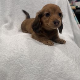 Dachshund Puppies from Darling Doxies