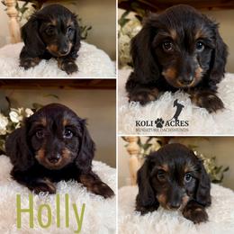 Holly - AKC - Silky - Black and tan female Dachshund puppy in Kemp, Texas from Koli Acres