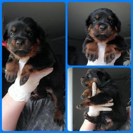 Rottweiler Puppies from Panhandle Rottweilers