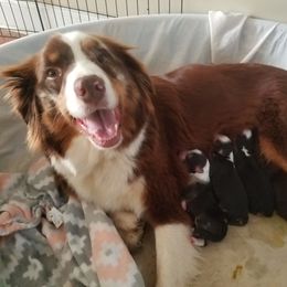 Australian Shepherd Puppies from Covenant View Farm Australian Shepherds