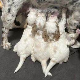 English Springer Spaniel Puppies from Wyoming Springer Spaniels