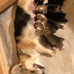 Pembroke Welsh Corgi All Grown Up from Patton's Pasture