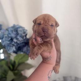 Millie - Brown female Chinese Shar-Pei puppy in Lehigh Acres, Florida from Florida Wrinkles