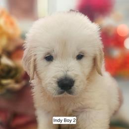 Indy Boy 2 - Light golden male Golden Retriever puppy in Niles, Michigan from Family Raised Goldens