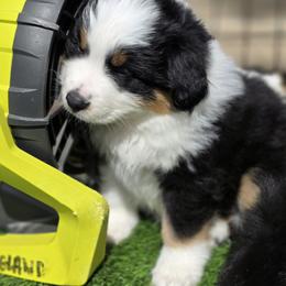 Miniature American Shepherd Puppies from All About Me Miniature American Shepherds