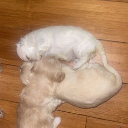 Maltipoo Puppies from Tosha Maltipoos