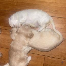 Maltipoo Puppies from Tosha Maltipoos