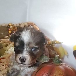 Miguel - Blue merle male Miniature Australian Shepherd puppy in Hartselle, Alabama from ELSRi’s Crimson Cross Mini Aussies