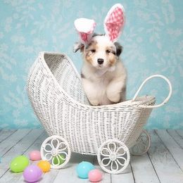 Australian Shepherd Puppies from Veritas Australian Shepherds