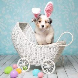 Australian Shepherd Puppies from Veritas Australian Shepherds
