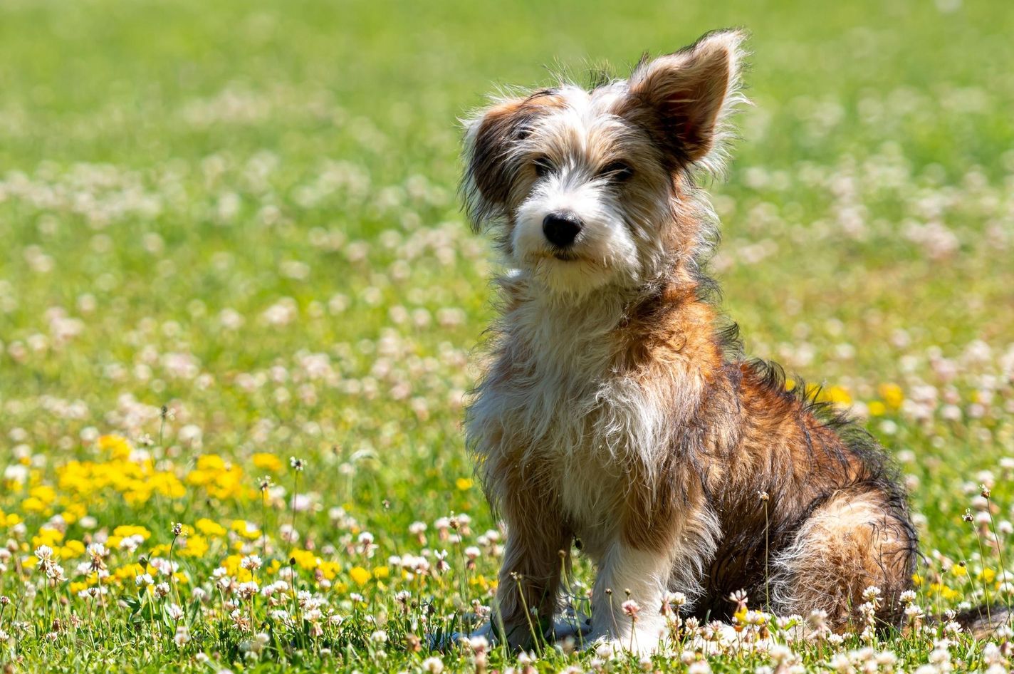 Corgipoo