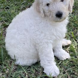 Goldendoodle Puppies from Bianca Bleu Goldendoodles