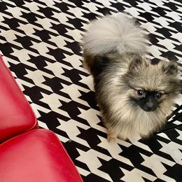 Pomeranians from Tea Pup Pomeranians