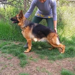 Dzuli - German Shepherd