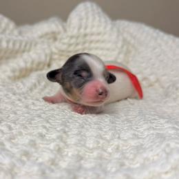 Pumpkin - Piebald male Dachshund puppy in Merced, California from The Graceful Dachshund Kennel