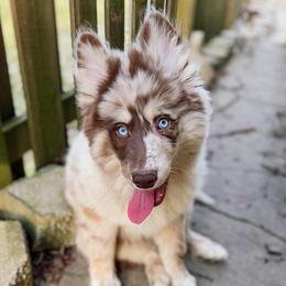 Ravioli - Merle male Pomsky puppy in Cleveland, Ohio from Lake Point Pomskies