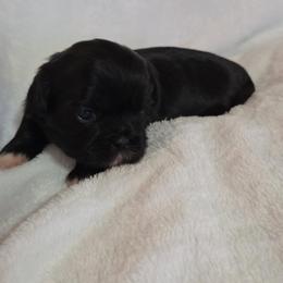 Lily - Black and white female Shih Tzu puppy in Vernon, Texas from Jennifer's Shih Tzus