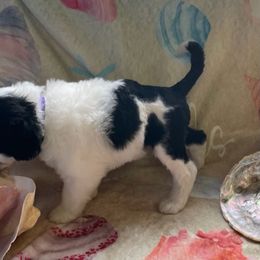 Girl 2 - Black and white Portuguese Water Dog puppy in Waukesha, Wisconsin from High Tide PWDs