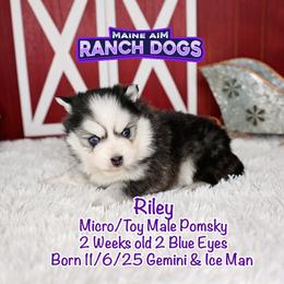 Riley - Black and white male Pomsky puppy in Humeston, Iowa from M.A.R. Dogs