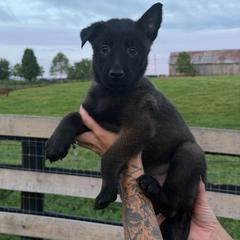 Girl 4 - Mahogany female Belgian Malinois puppy in Paris, Kentucky from Z Domu Niedzwiedzia Malinois