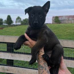 Girl 4 - Mahogany female Belgian Malinois puppy in Paris, Kentucky from Z Domu Niedzwiedzia Malinois