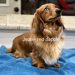 Dachshund puppies from HotDachs