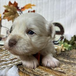Kiwi - Wheaten male Miniature Schnauzer puppy in Hemet, California from Journee Home Mini Schnauzers