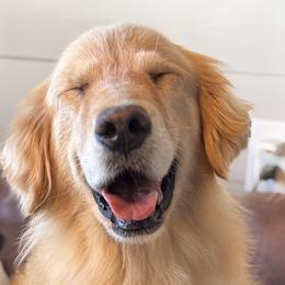 French Bulldogs and Golden Retrievers from Carolina Country Goldens and Lakeside Frenchies