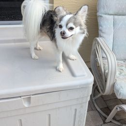 Silver - Chihuahua