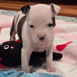 Sophia - Brown brindle female American Staffordshire Terrier puppy in Clintwood, Virginia from SkyBlue Kennel