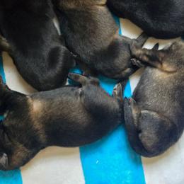 Black and tan male THEODORE - Black and tan male German Shepherd puppy in Buckfield, Maine from Levesques German Shepherds