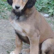 Anatolian Shepherd Dogs and Salukis from Timaru Salukis & Anatolians