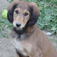 Anatolian Shepherd Dogs and Salukis from Timaru Salukis & Anatolians
