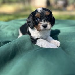 Cavapoo, Cockapoo, Goldendoodle, and Poodle Puppies from Lipscomb Doodles